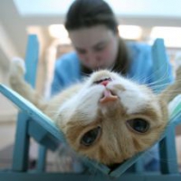 Стерилизация кошек